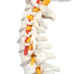 Vertebral Column, Flexible